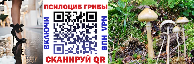 хочу   Андреаполь  Псилоцибиновые грибы Magic Shrooms 